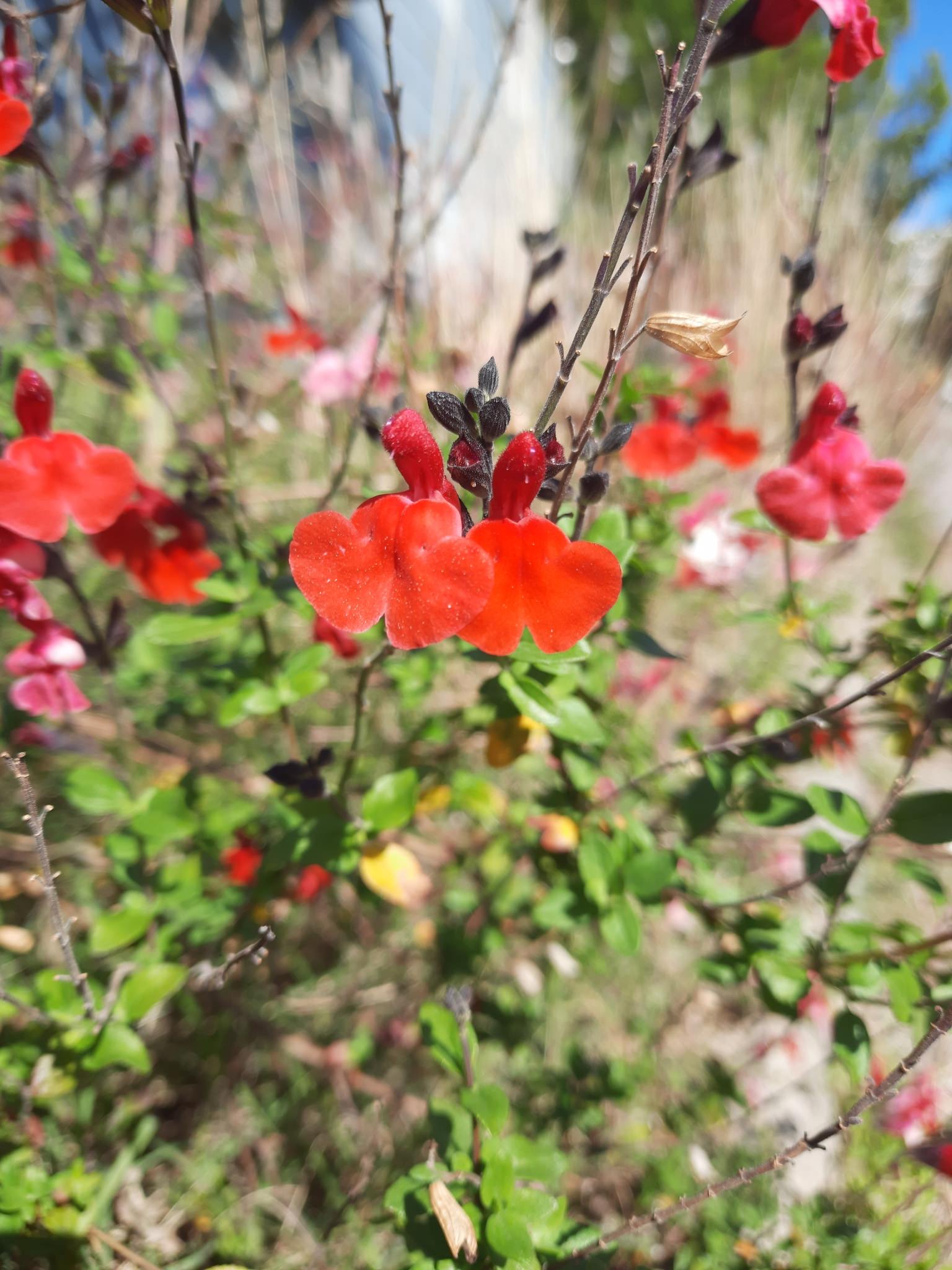 Salvia greggii